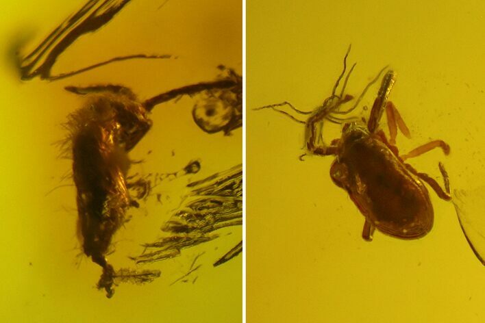 Fossil Mite and Springtail in Baltic Amber #142218